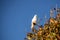 An Australian corella in a tree with room for copy