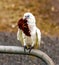 Australian corrella parrot