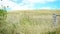 Australian country landscape close up with wildflowers