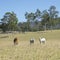 Australian Country Scene - Cattle Country