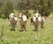 Australian countryside farm scene with cows