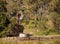 Australian countryside with gumtrees and windmill