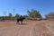 Australian cowgirls herding cattle in Timber Creek Northern Territory Australia