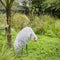 Australian crane, Brolga keep their feathers clean.