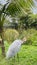 Australian crane, Brolga keep their feathers clean. Vertical.