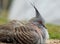 Australian crested pigeon.