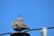 An Australian Crested Pigeon