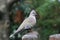 Australian Crested Pigeon Ocyphaps lophotes