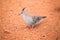 Australian crested pigeon, one animal