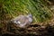 Australian Crested Pigeon, roosting on the ground