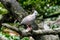 Australian Crested Pigeon on tree limb.