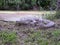 Australian Crocodile Garden Art on River bank