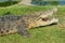 Australian crocodile on the grass in Queensland, Australia.