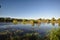 Australian Crocodile swamp