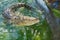 Australian crocodile in water in Queensland, Australia.