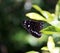 Australian Crow Butterfly