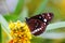 Australian Crow butterfly on yellow flower, macro image