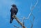 Australian Crow. Sometimes mistakenly refered to as a Raven, perched in a dead tree with a vivid blue sky backdrop. Fraser Island
