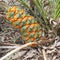 Australian cycad Macrozamia miquelii fruit cone