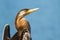 Australian Darter Bird in the sun