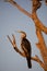 Australian Darter at dawn