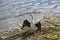 Australian Darter Snake Bird drying wings on a muddy shore near water.