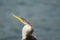 Australian Darter or Snakebird. on a sea-green background