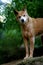 Australian Dingo