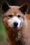 Australian Dingo