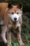 Australian Dingo