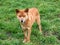 Australian Dingo