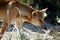 Australian Dingo animal on beach at Fraser Island Queensland