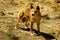 Australian dingo (canis lupus dingo)