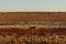 Australian dingo looking for a prey in the middle of the outback in central Australia. The dingo is looking towards the left,