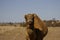 Australian domestic single humped Camel