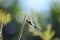 Australian Dragonfly resting in the full sun