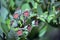 Australian Dwarf Apple Angophora hispida seed pods
