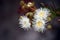 Australian Dwarf Apple blossoms Angophora hispida