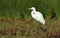 Australian Eastern Great Egret