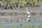An Australian Eastern-Great Egret Bird