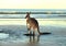 Australian eastern grey kangaroo,mackay,queensland