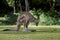 Australian Eastern Grey Kangaroo Macropus Giganteus facing right