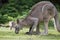 Australian Eastern Grey Kangaroo Macropus Giganteus grazing on grass