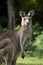 Australian Eastern Grey Kangaroo Macropus Giganteus staring at camera