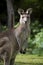 Australian Eastern Grey Kangaroo Macropus Giganteus staring at camera