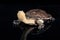 Australian eastern long-necked turtle in heavy rain on black mirror