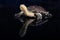 Australian eastern long-necked turtle in heavy rain on black mirror