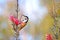 Australian Eastern Spinebill feeding on a Mountain Devil flower