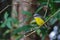 Australian Eastern Yellow Robin