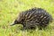 Australian Echidna or Spiny Anteater an icon animal wildlife Australia